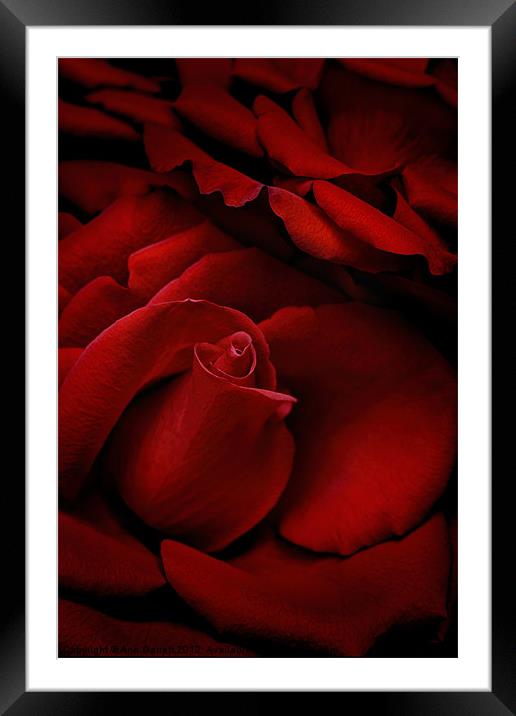 Red Roses Framed Mounted Print by Ann Garrett