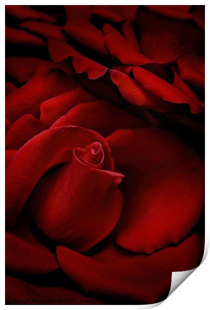 Red Roses Print by Ann Garrett
