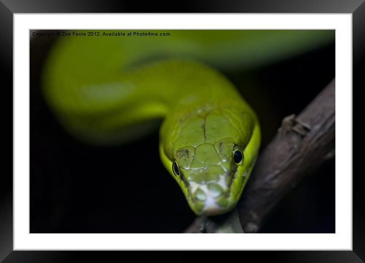 Green Snake Eyes Framed Mounted Print by Zoe Ferrie