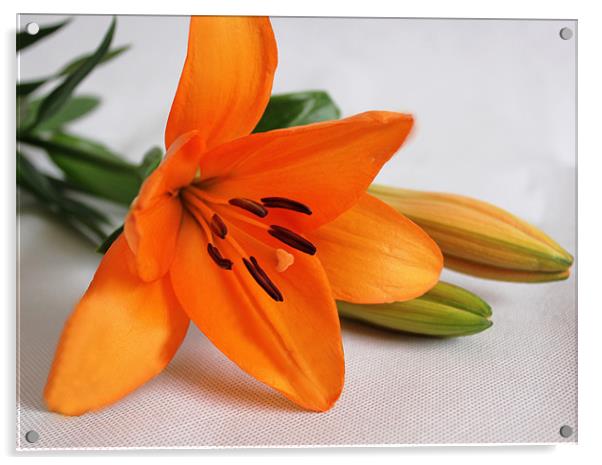 Orange Flower Acrylic by Loren Robbins