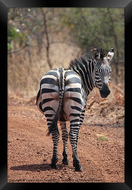 Zebra Crossing Framed Print by Carole-Anne Fooks