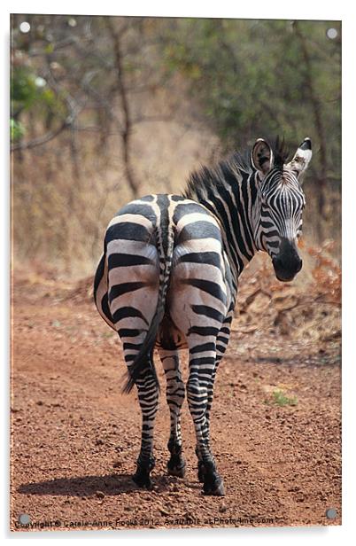 Zebra Crossing Acrylic by Carole-Anne Fooks