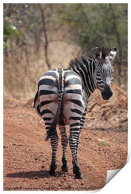 Zebra Crossing Print by Carole-Anne Fooks