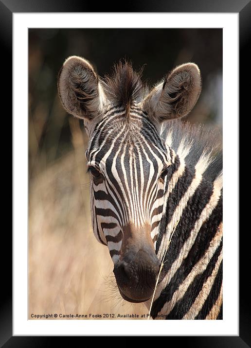 Zebra Portrait Framed Mounted Print by Carole-Anne Fooks