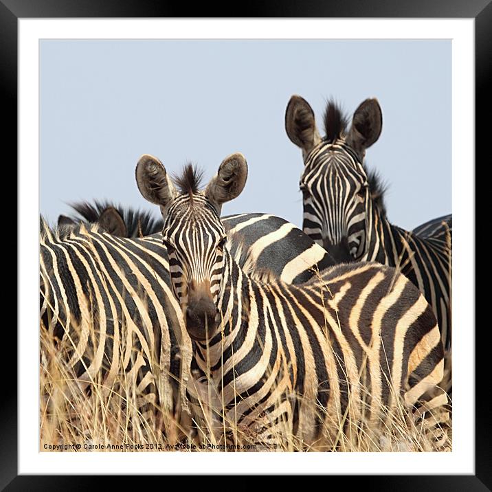 Zebras Framed Mounted Print by Carole-Anne Fooks
