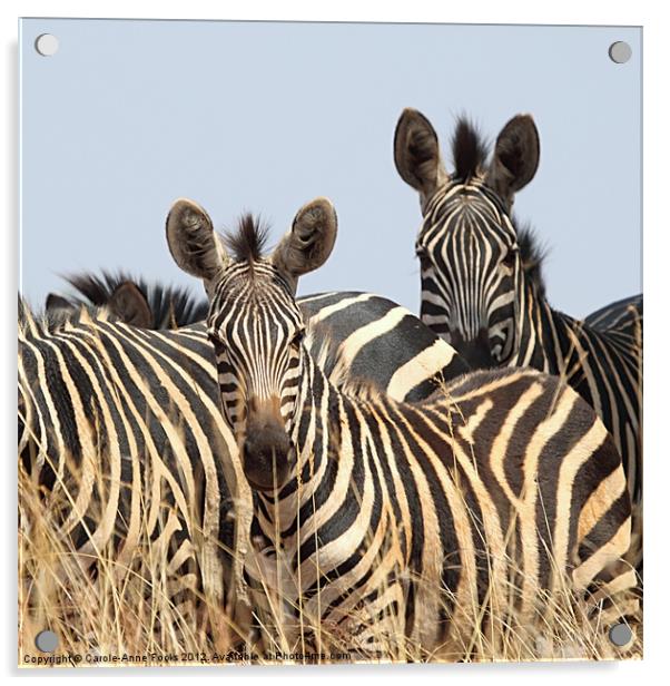 Zebras Acrylic by Carole-Anne Fooks