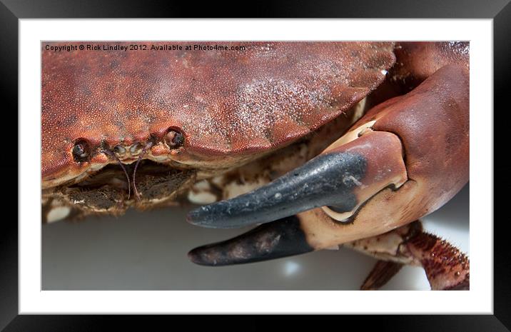 Crab Framed Mounted Print by Rick Lindley