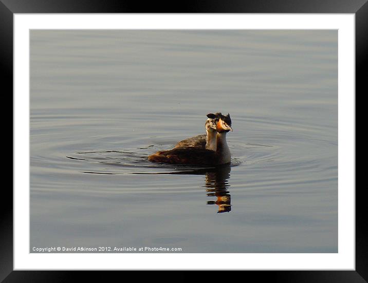 GREAT CRESTED GREBE Framed Mounted Print by David Atkinson