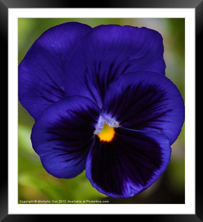 Pansy Framed Mounted Print by Michelle Orai