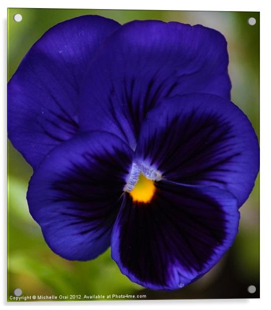Pansy Acrylic by Michelle Orai
