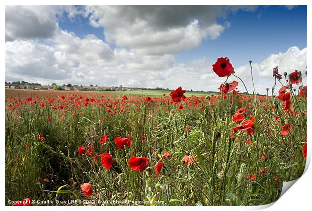 Poppies blowing in the wind Print by Charlie Gray LRPS