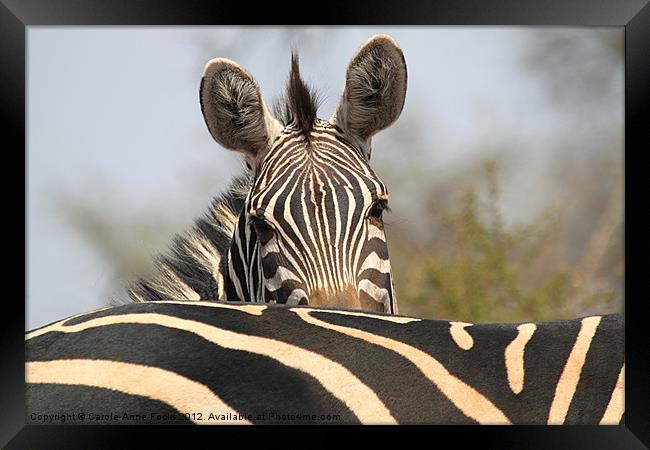 Zebra Portrait Framed Print by Carole-Anne Fooks