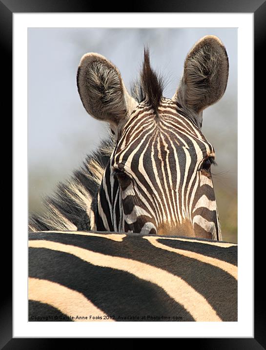 Zebra Portrait Framed Mounted Print by Carole-Anne Fooks