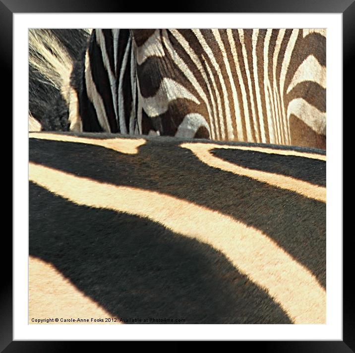 Abstract Zebra Framed Mounted Print by Carole-Anne Fooks