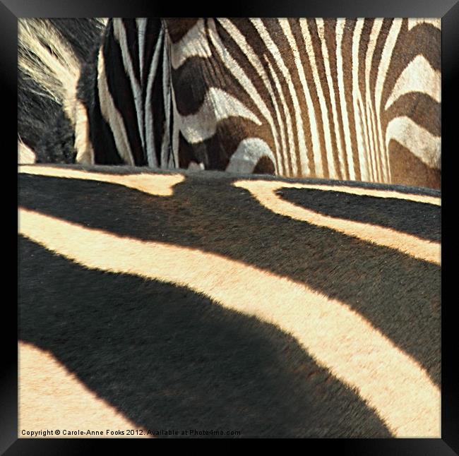 Abstract Zebra Framed Print by Carole-Anne Fooks