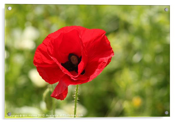 Poppy Acrylic by Will Holme