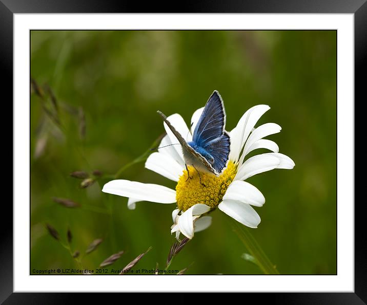Common Blue Butterfly Framed Mounted Print by LIZ Alderdice