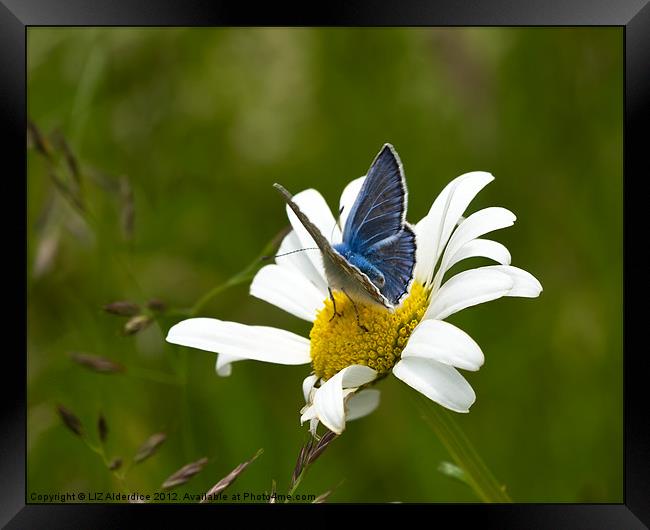 Common Blue Butterfly Framed Print by LIZ Alderdice