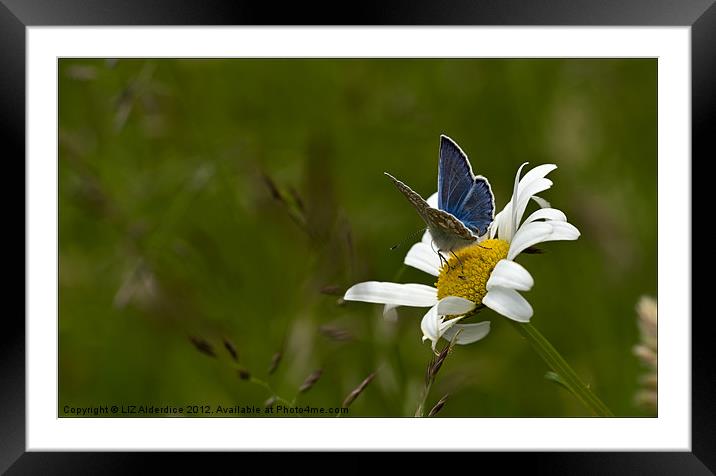 Common Blue Butterfly on Daisy Framed Mounted Print by LIZ Alderdice