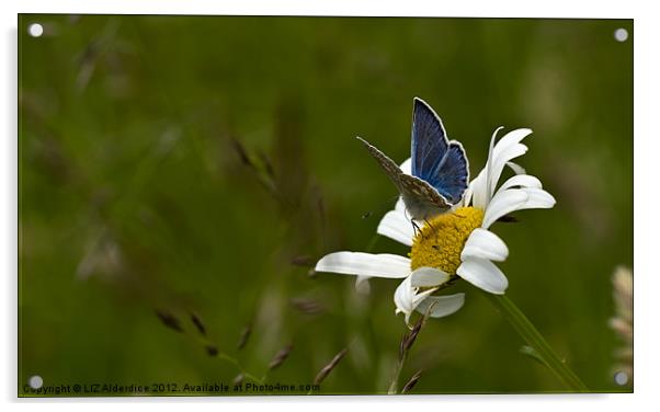 Common Blue Butterfly on Daisy Acrylic by LIZ Alderdice