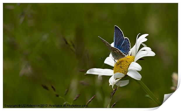 Common Blue Butterfly on Daisy Print by LIZ Alderdice