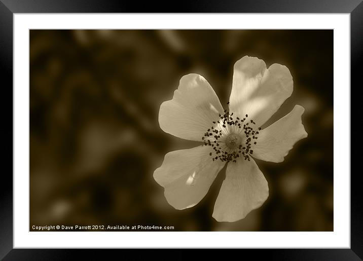 Old Fashion White English Rose Framed Mounted Print by Daves Photography