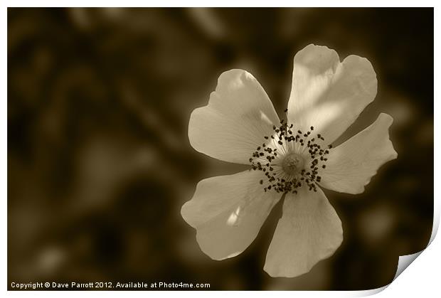 Old Fashion White English Rose Print by Daves Photography