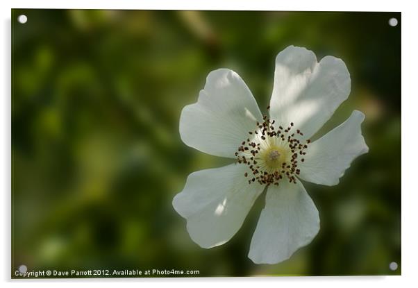 Wild White English Rose Acrylic by Daves Photography