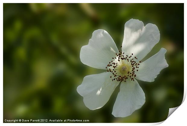 Wild White English Rose Print by Daves Photography