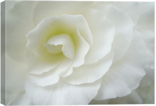 purity in white Canvas Print by Heather Newton