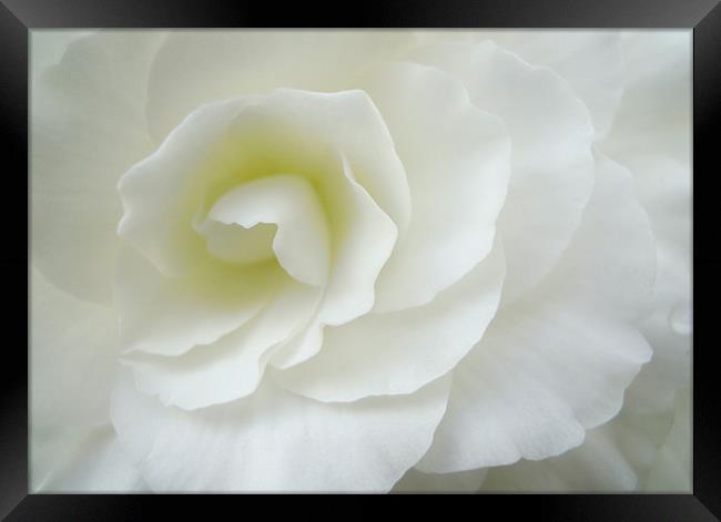 purity in white Framed Print by Heather Newton