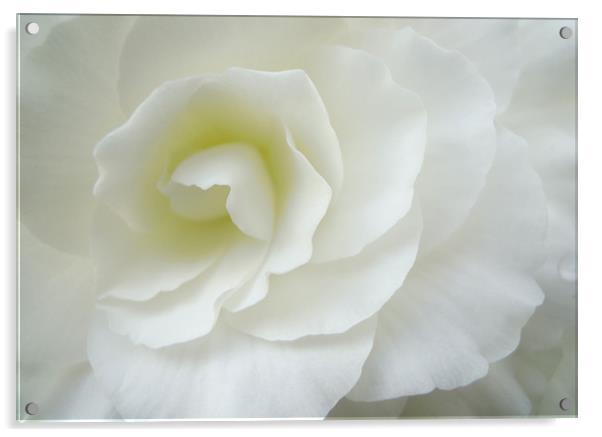 purity in white Acrylic by Heather Newton