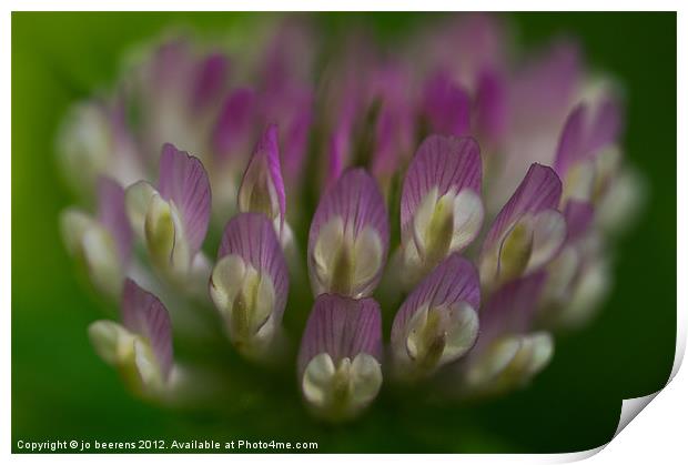 white clover Print by Jo Beerens