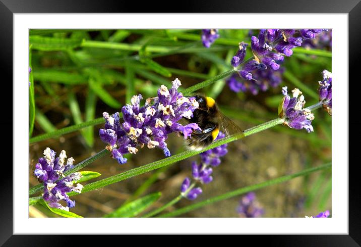 Bee on lavender Framed Mounted Print by John Boekee
