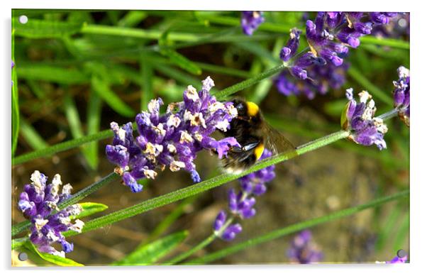 Bee on lavender Acrylic by John Boekee