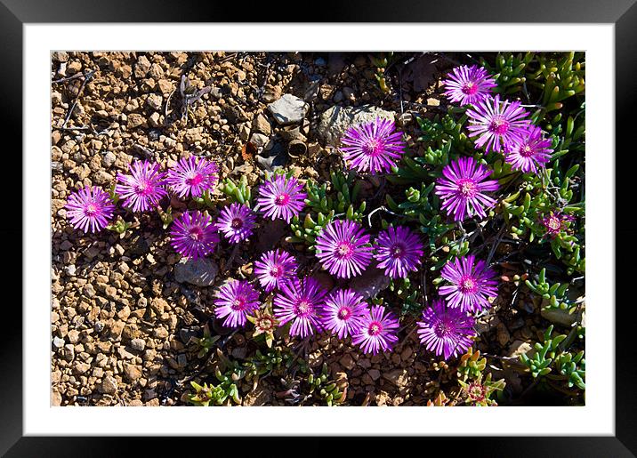 Purple Ice Daisies Framed Mounted Print by Jacqi Elmslie