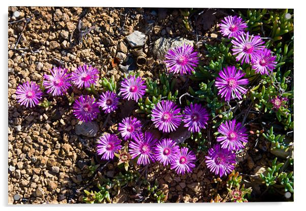 Purple Ice Daisies Acrylic by Jacqi Elmslie