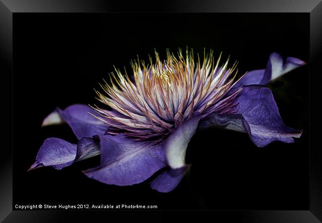 Purple Clematis flower Framed Print by Steve Hughes
