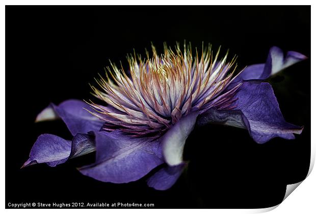 Purple Clematis flower Print by Steve Hughes