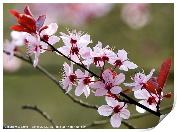 Pink spring Blossom Print by Steve Hughes