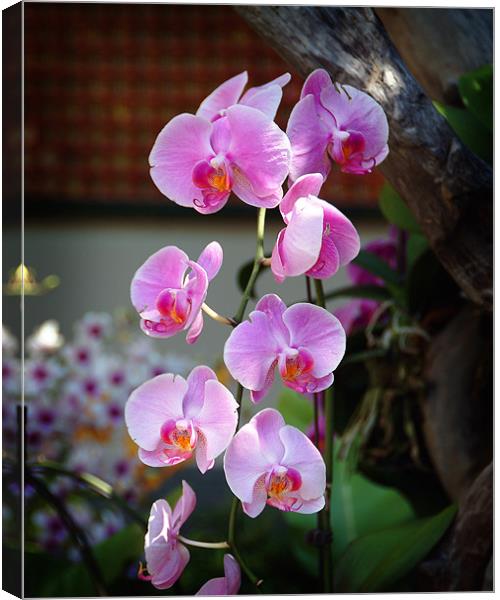 Orchids in Hong Kong Canvas Print by David Worthington