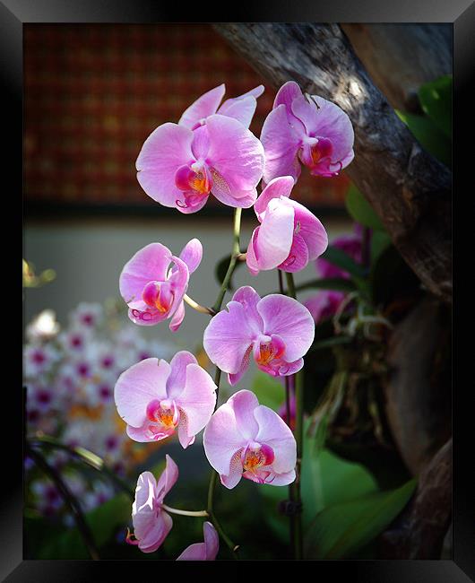 Orchids in Hong Kong Framed Print by David Worthington