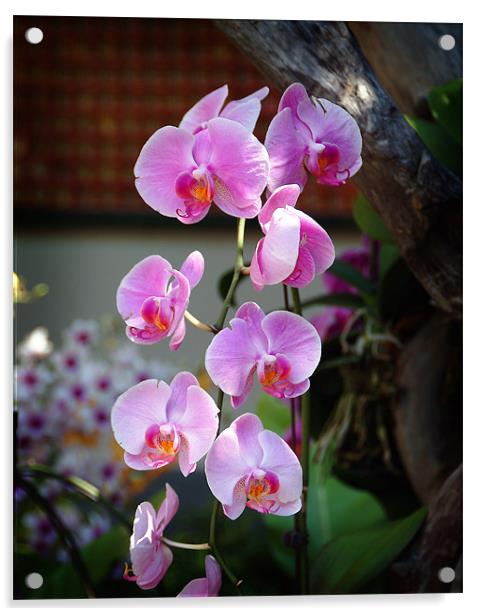 Orchids in Hong Kong Acrylic by David Worthington