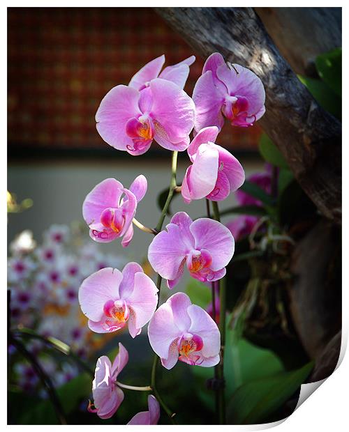 Orchids in Hong Kong Print by David Worthington