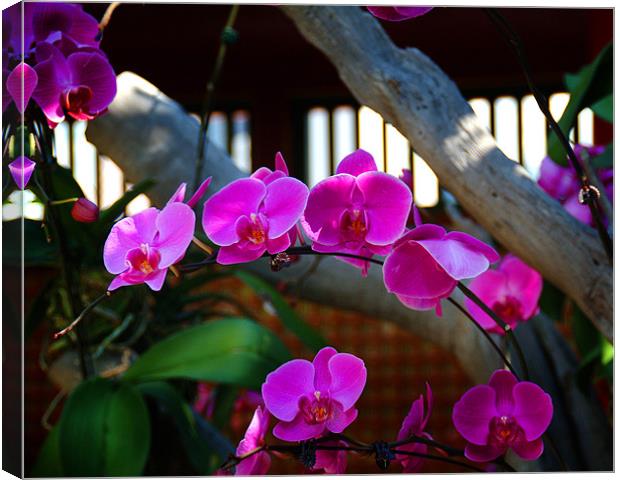 Orchids in Hong Kong roof garden Canvas Print by David Worthington