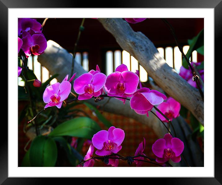 Orchids in Hong Kong roof garden Framed Mounted Print by David Worthington