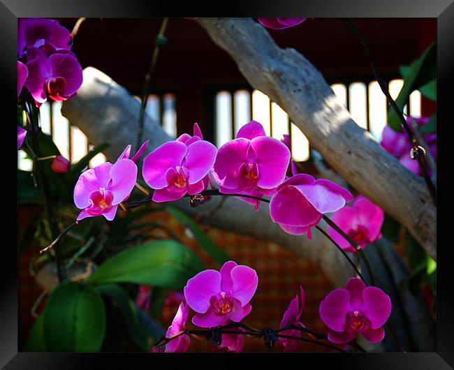 Orchids in Hong Kong roof garden Framed Print by David Worthington