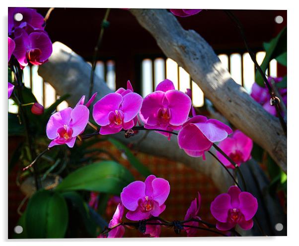 Orchids in Hong Kong roof garden Acrylic by David Worthington