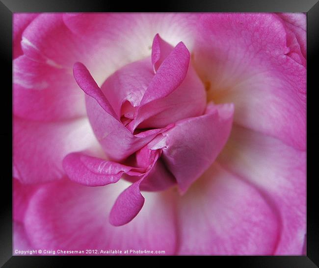 Pink spiral Framed Print by Craig Cheeseman