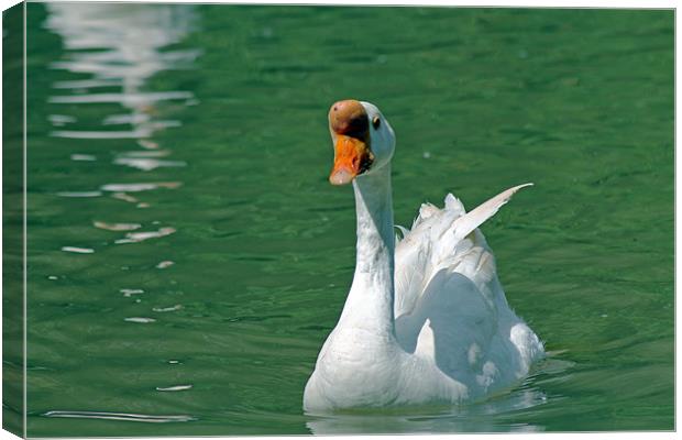 White Chinese Goose Canvas Print by Tony Murtagh